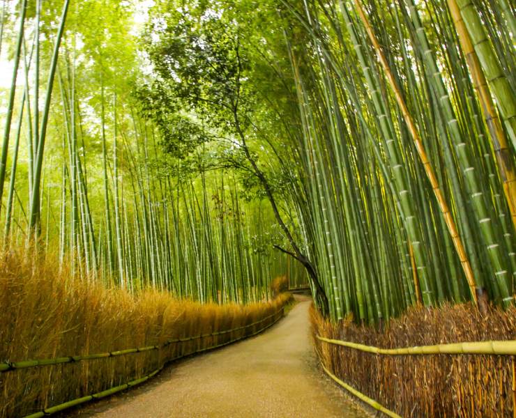 Bamboo forest